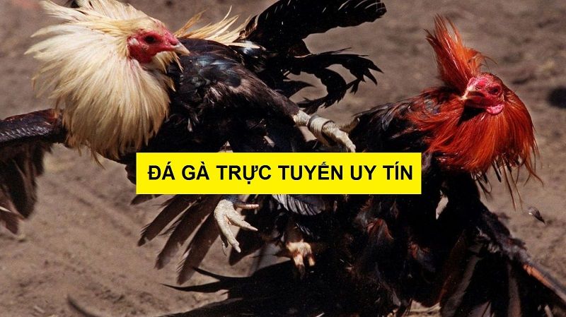 Dấu hiệu nhận biết kênh đá gà trực tuyến uy tín