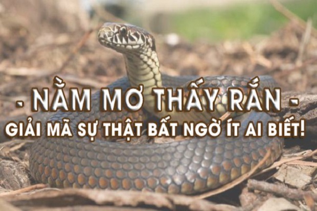 mo-thay-ran